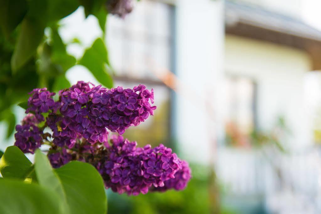 Nemunas Tour Residence Ringaudai ภายนอก รูปภาพ